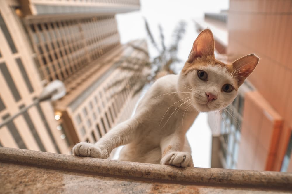 nyc cat