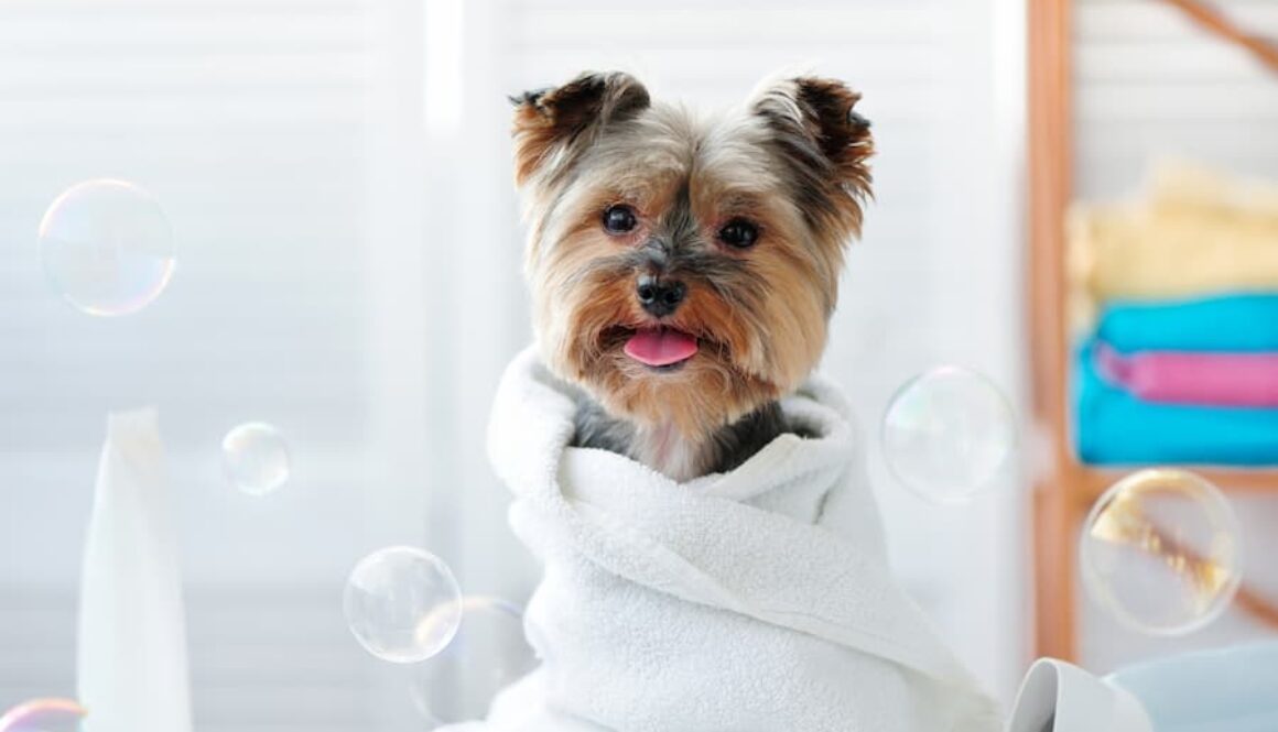 AdobeStock_217497757