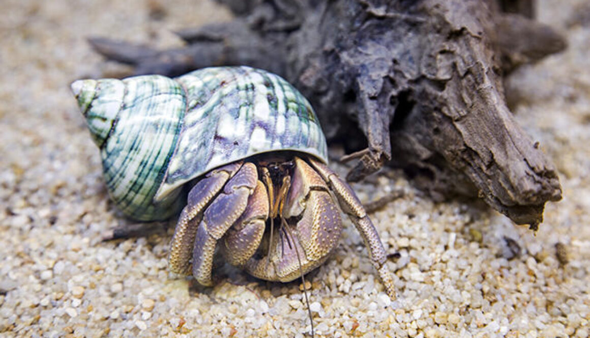 hermit crab in an aquarium
