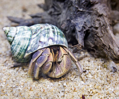 hermit crab in an aquarium