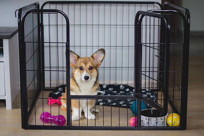 welsh corgi pembroke puppy dog during a crate training, sitting