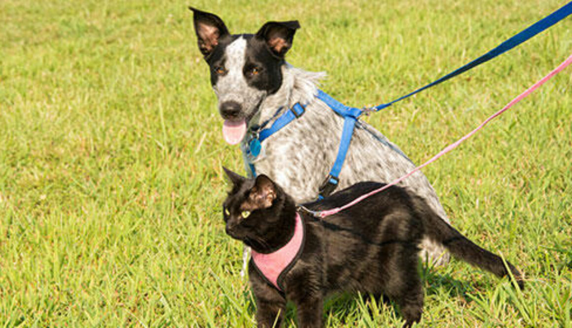 Paw-Prints-TOC-Summer-2021-FI