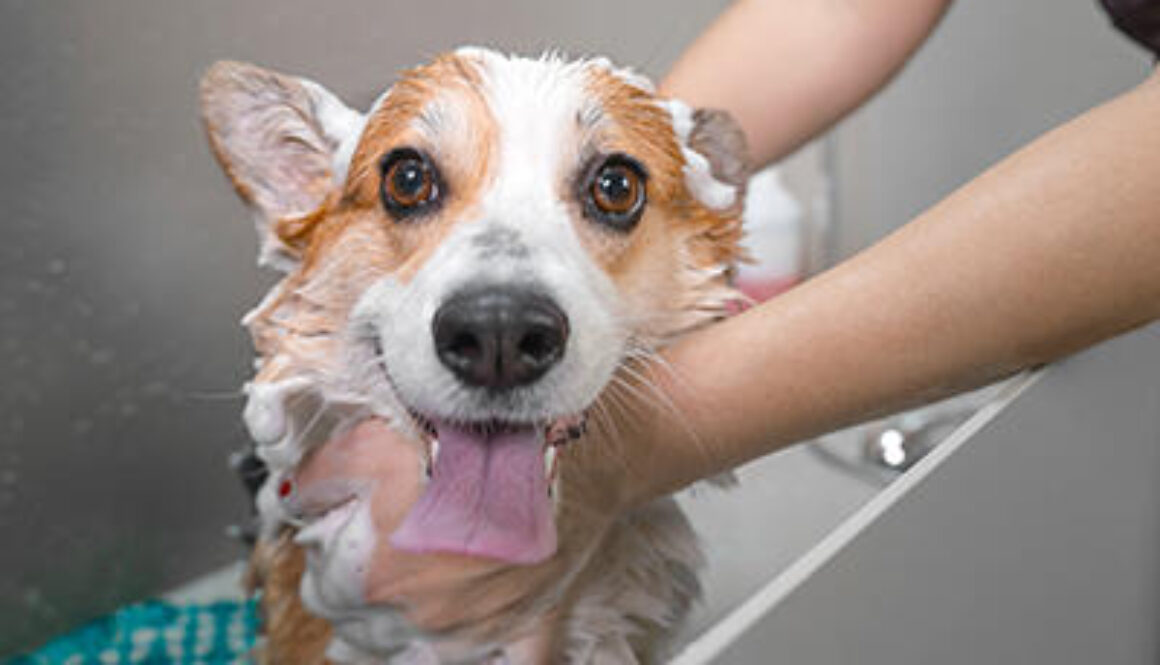 Funny portrait of a welsh corgi pembroke dog showering with shampoo.  Dog taking a bubble bath in grooming salon.