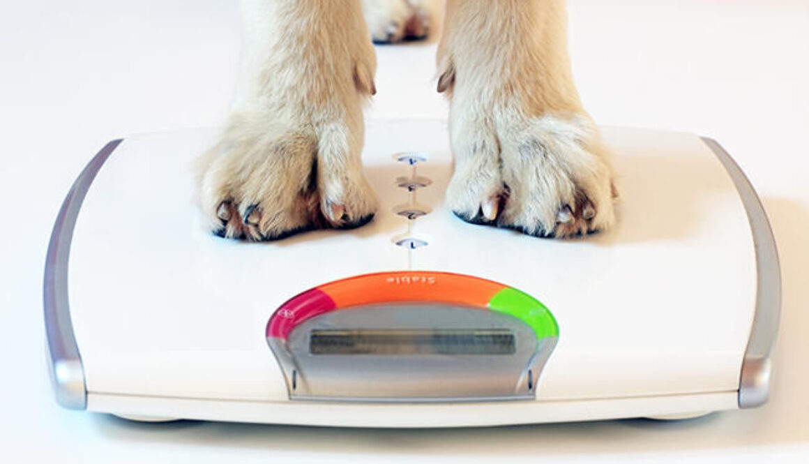 Dog weighing in