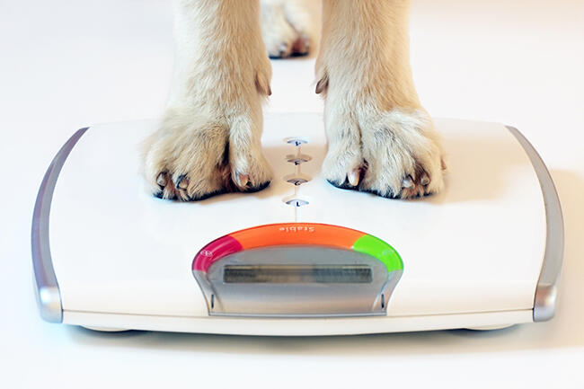 Dog weighing in