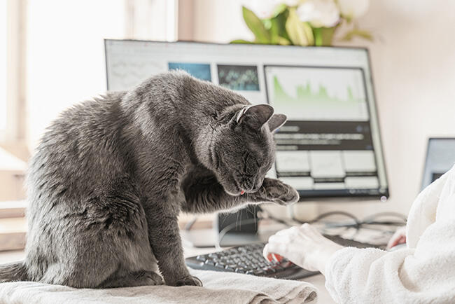 Cat sitting on the table at working place with IT equipment at home and washing. Woman in home clothing working on computer before monitor. Flexible hours and remote working concept.