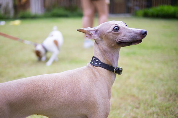 Italian Greyhound wearing leather collar