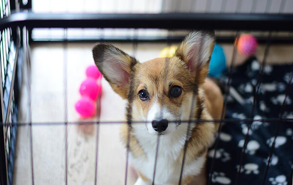 Welsh corgi puppy in a crate
