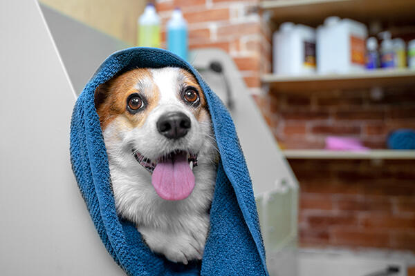 Funny portrait of a welsh corgi pembroke dog after a shower wrap