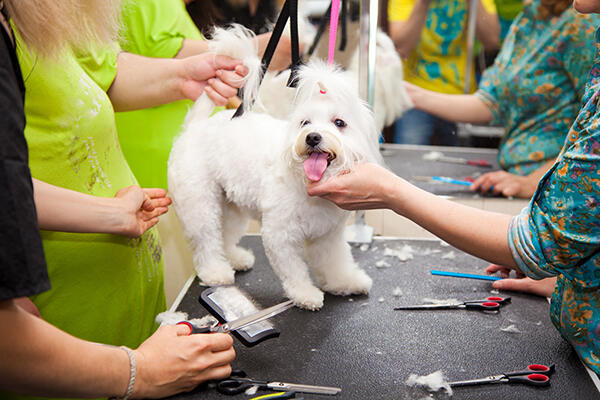 Maltese dog haircut at the beauty salon for animals