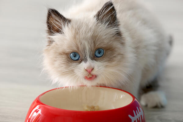Cute little kitten eating from red bowl at home, closeup