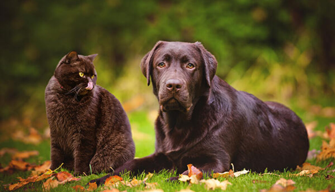 brown cat and dog outdoors in autumn