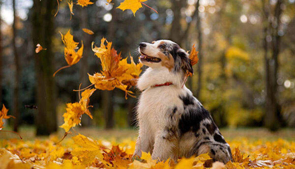 Aussie, the Australian shepherd marble fall in the pile of leave