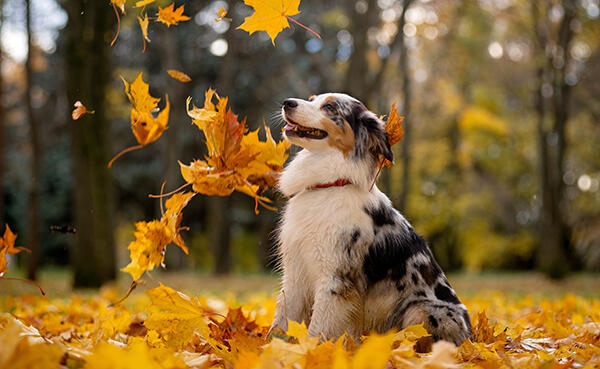 Aussie, the Australian shepherd marble fall in the pile of leave