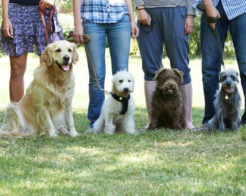 Dog training class