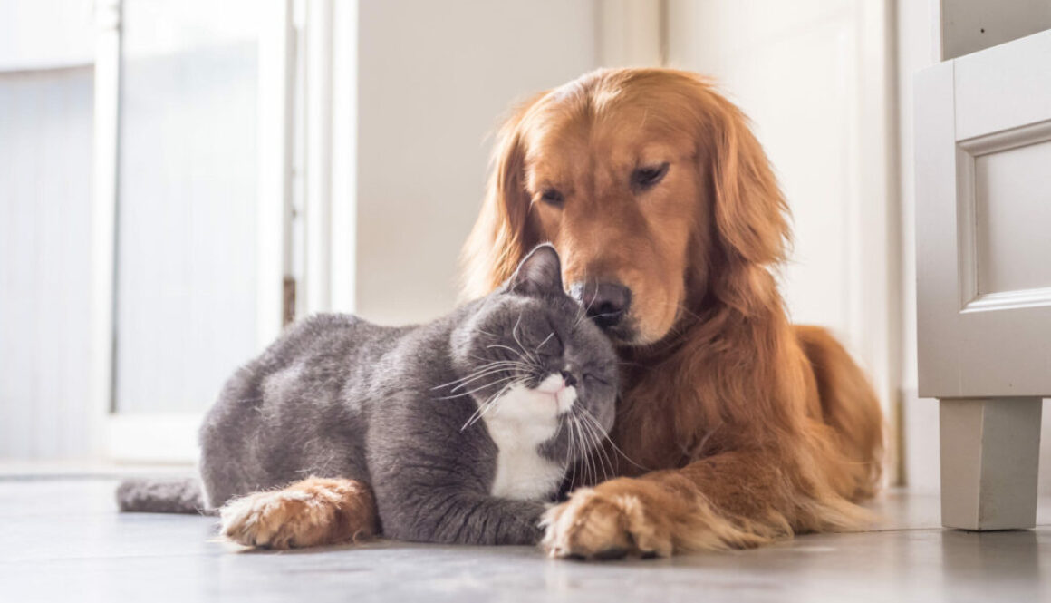 British cat and Golden Retriever