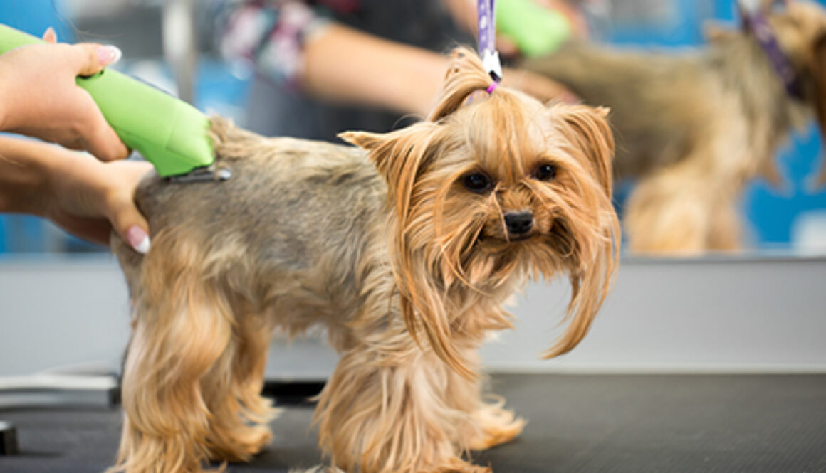 Veterinarian trimming a yorkshire terrier with a hair clipper in