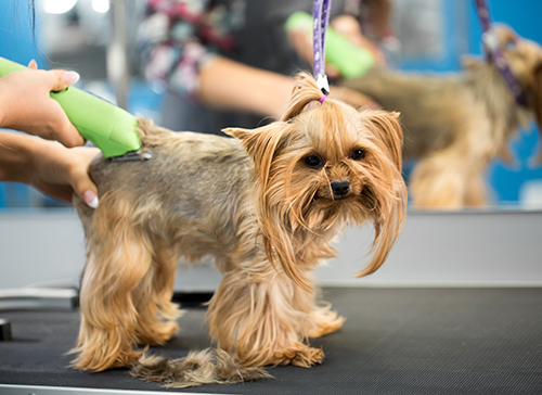 Veterinarian trimming a yorkshire terrier with a hair clipper in