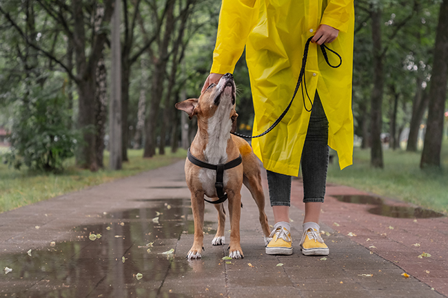 Walking the dog in yellow raincoat on rainy day. Female person a