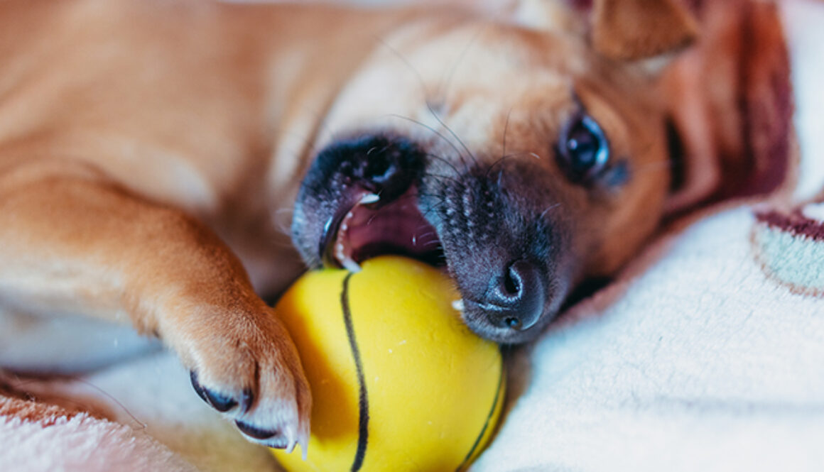 Puppy. The puppy is chewing on a yellow ball.