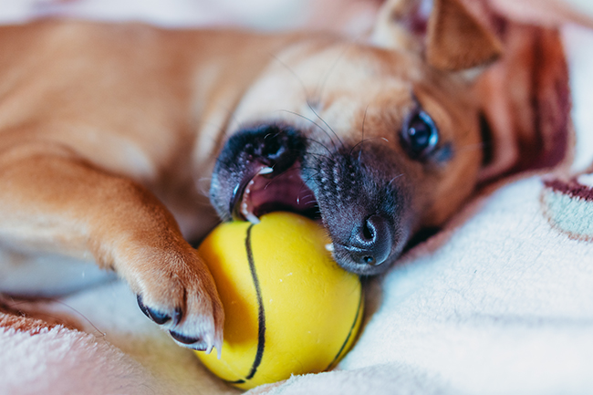Puppy. The puppy is chewing on a yellow ball.