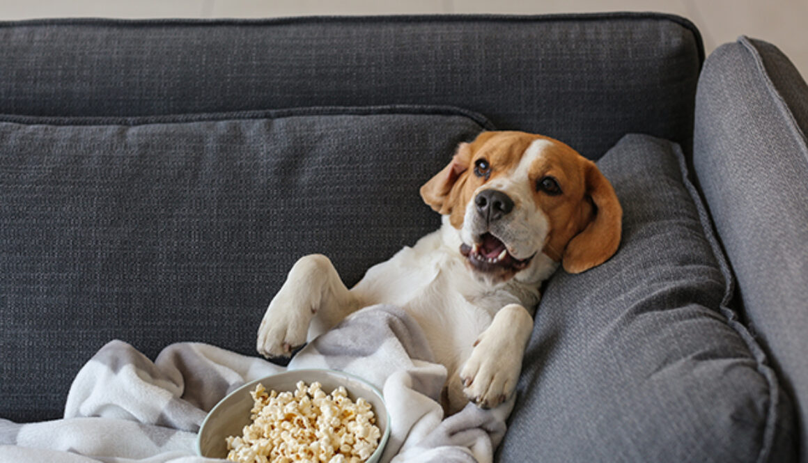 Cute funny dog with tasty popcorn lying on sofa at home