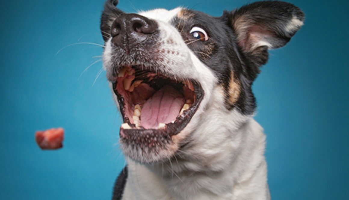 border collie catching a treat with a wide open mouth in a studi