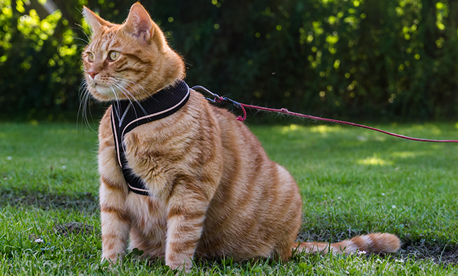 Big cat on a leash