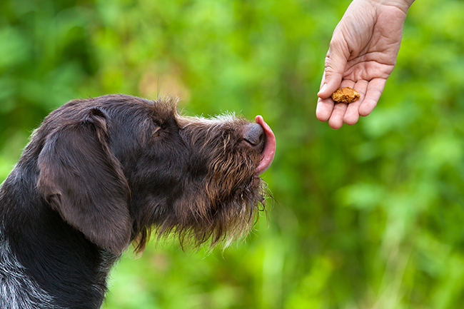 the dog licks his lips at the sight of treats