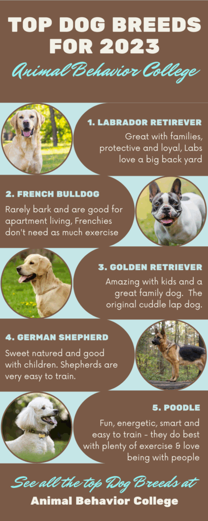 Top dog breeds for 2023 from Animal Behavior College