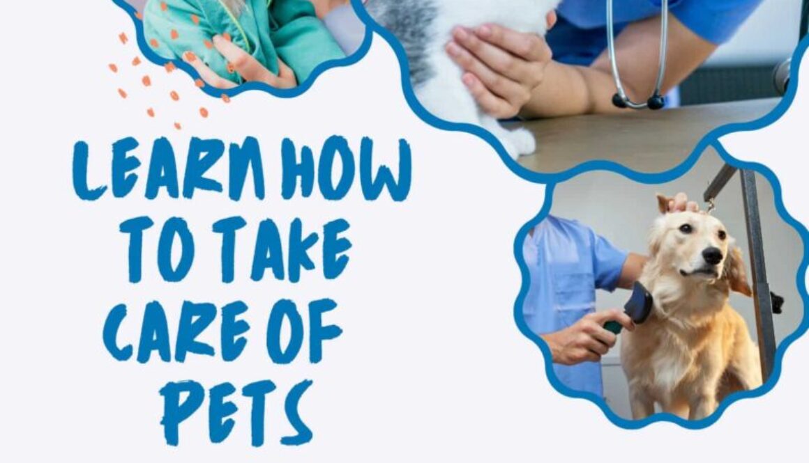 Animal Behavior College Veterinary Assistant and Grooming Programs