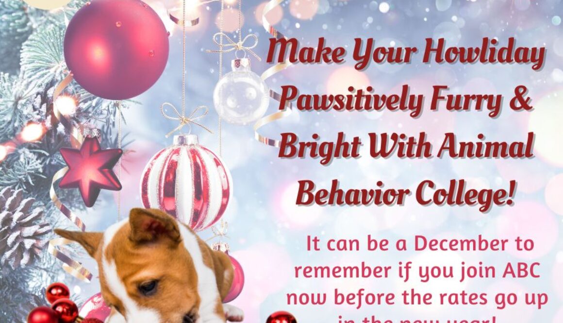 Unleash the joy with Animal Behavior College
