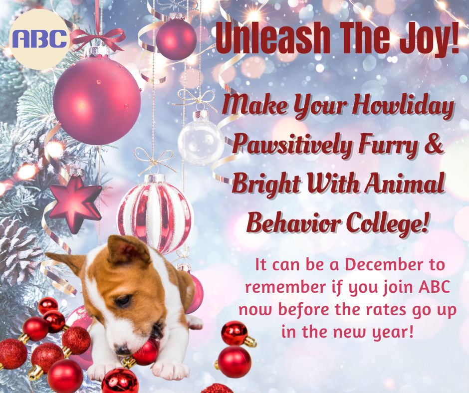 Unleash the joy with Animal Behavior College