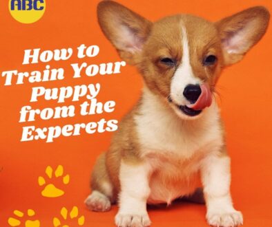 How To Train Your Puppy From The Experts At Animal Behavior College