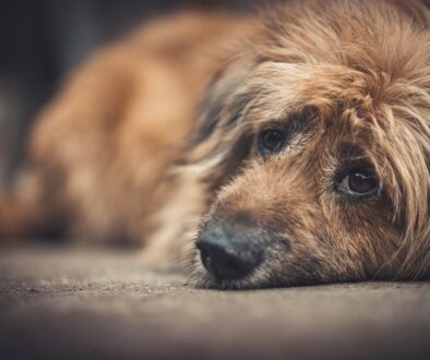 AdobeStock_211702222