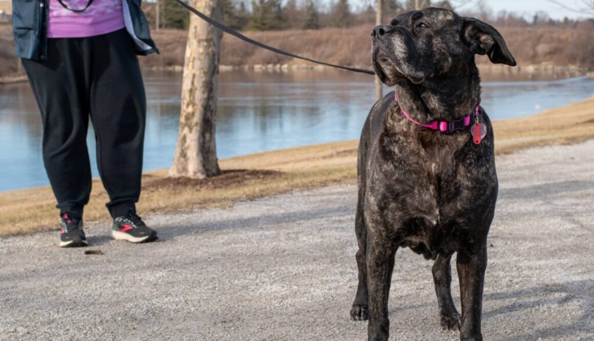 Train Right Training Leash